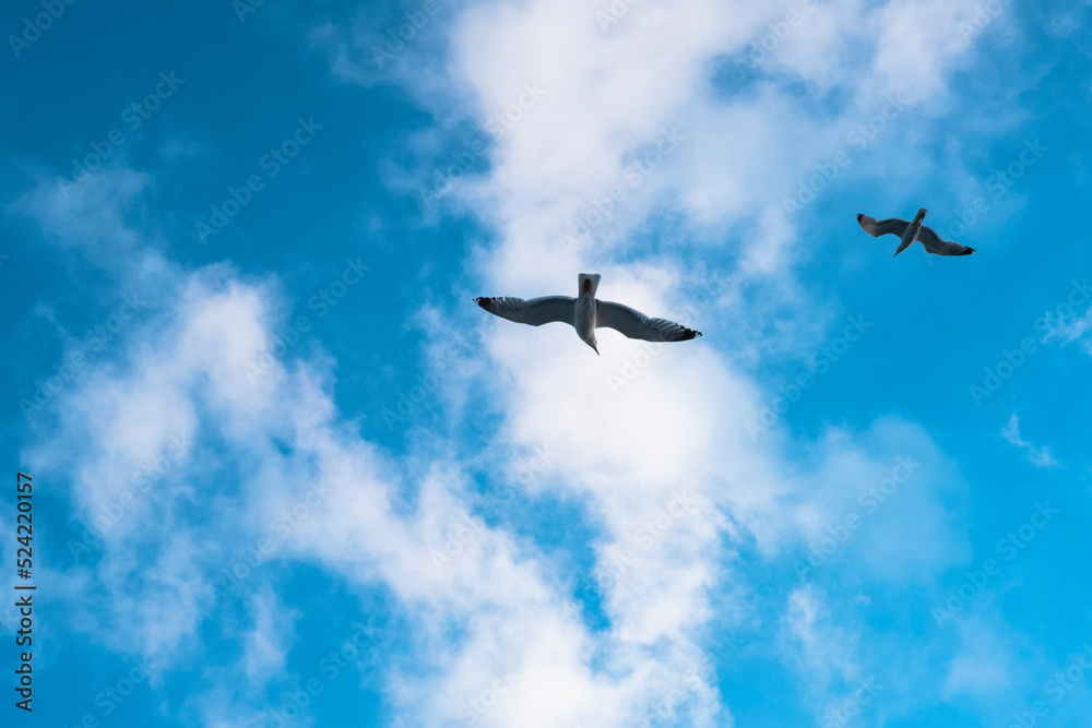 seagull in the sky seagull in the sky