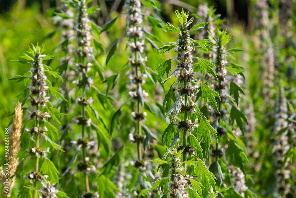 Leonurus cardiaca, known as motherwort. Other common names include throw-wort, lion's ear, and lion's tail. Medicinal plant. Grows in nature