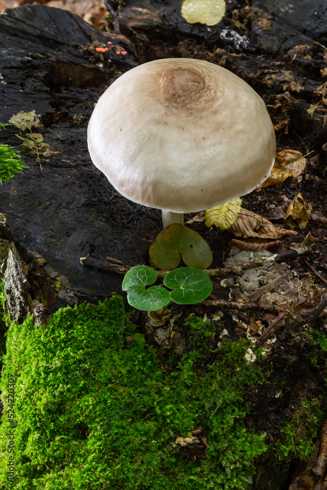 Volvariella gloiocephala is alsno known as big sheath mushroom, rose-gilled grisette or stubble rosegill Volvariella gloiocephala is alsno known as big sheath mushroom, rose-gilled grisette or stubble rosegill