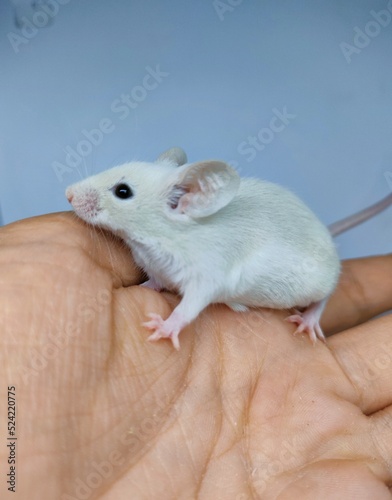 decorative mouse