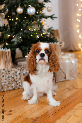 King Charles spaniel dog at home with new year tree.