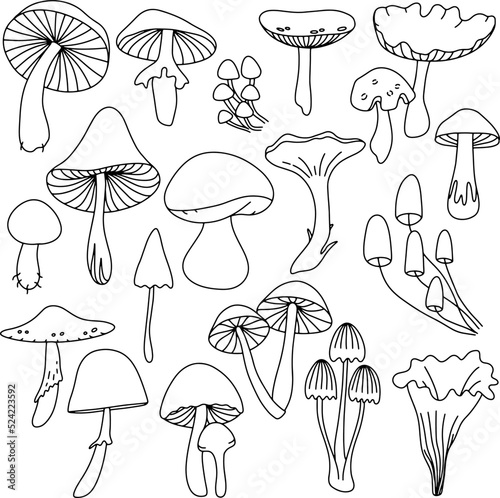 Doodle vector mushroom. Autumn isolated illustration. 