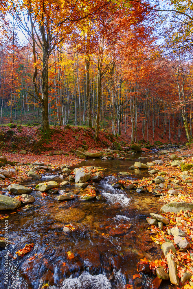 water stream in the forest. beautiful nature scenery in autumn. trees in colorful foliage on a sunny day water stream in the forest. beautiful nature scenery in autumn. trees in colorful foliage on a sunny day