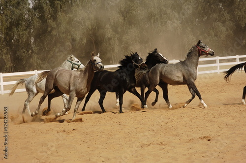 group of purebred Arabian horses racing in the track with all their strength and beauty