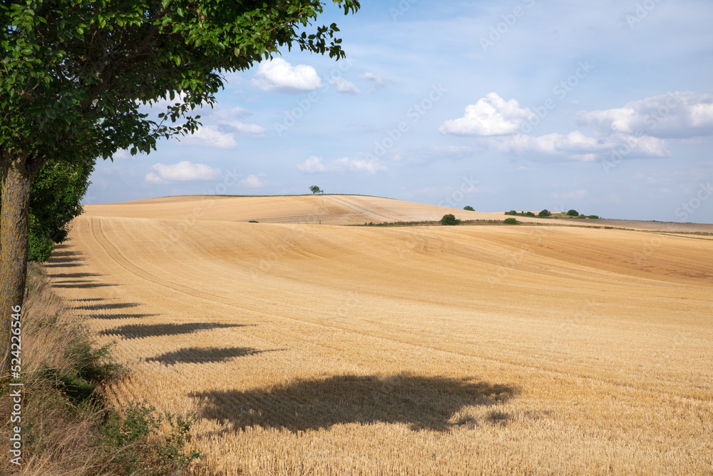 Paysage de champs de blé vallonnés, bordés par une rangée d'arbres