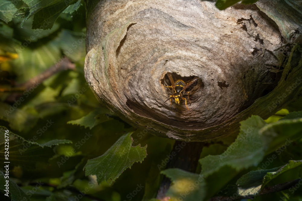 Wespennest auf Haselzweigen. The median wasp (Dolichovespula media) macro. Place for text. Wespennest auf Haselzweigen. The median wasp (Dolichovespula media) macro. Place for text.