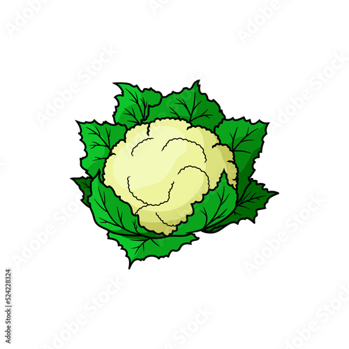 Brassica isolated cauliflower cabbage. Vector vegetable food, white cauliflower head with green leaves