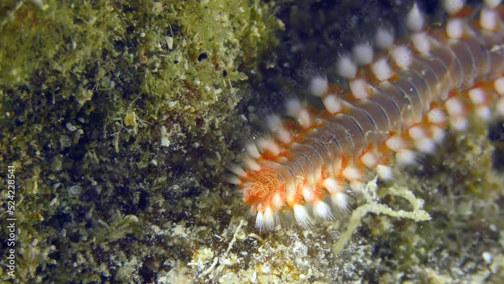 Bearded fireworm or Bearded fire worm (Hermodice carunculata) on a rock overgrown with algae, extreme close-up.