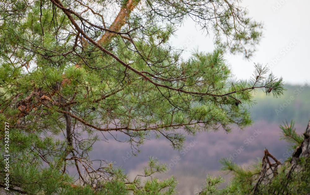 Green pine tree branch on gray cloudy sky. Spring evergreen in wild forest with blurred background