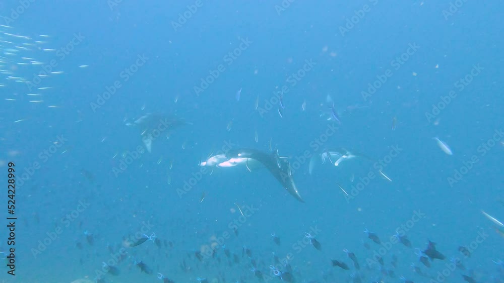 Shoal of reef manta rays swimming along tropical coral reef Shoal of reef manta rays swimming along tropical coral reef