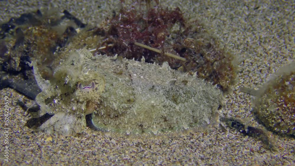 The camera very slowly approaches the Common cuttlefish (Sepia officinalis) imitates algae waving at the bottom in color and behavior, the color of the animal pulsates. The camera very slowly approaches the Common cuttlefish (Sepia officinalis) imitates algae waving at the bottom in color and behavior, the color of the animal pulsates.