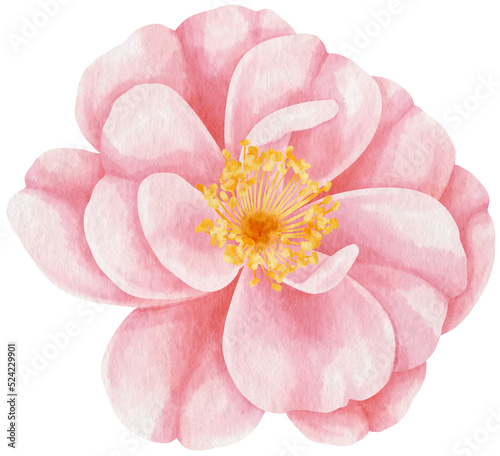 Fototapeta Naklejka Na Ścianę i Meble -  Pink rose flowers watercolor illustration
