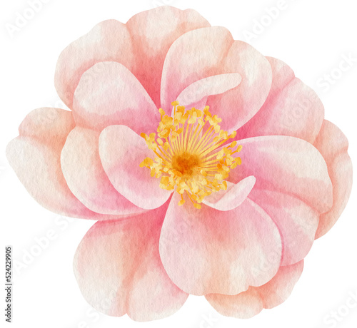 Fototapeta Naklejka Na Ścianę i Meble -  Pink rose flowers watercolor illustration