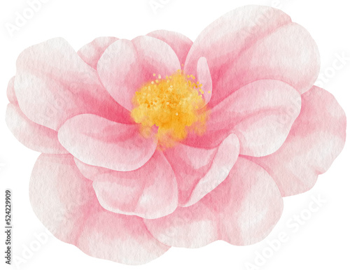 Pink rose flowers watercolor illustration