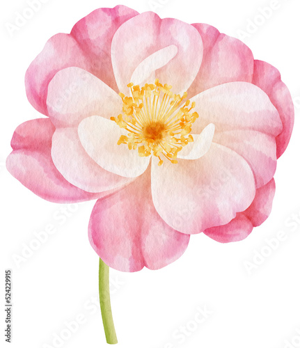 Fototapeta Naklejka Na Ścianę i Meble -  Pink rose flowers watercolor illustration