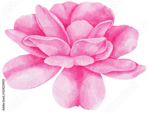 Fototapeta Naklejka Na Ścianę i Meble -  Pink rose flowers watercolor illustration