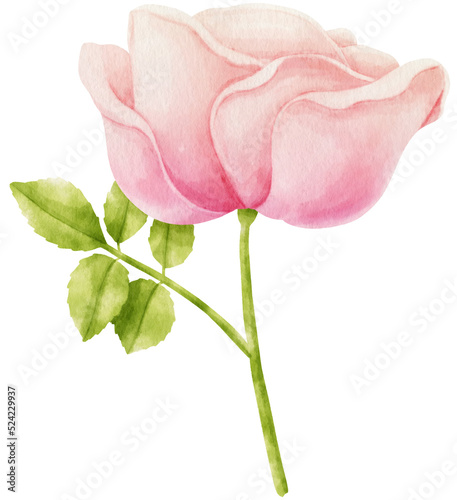 Pink rose flowers watercolor illustration