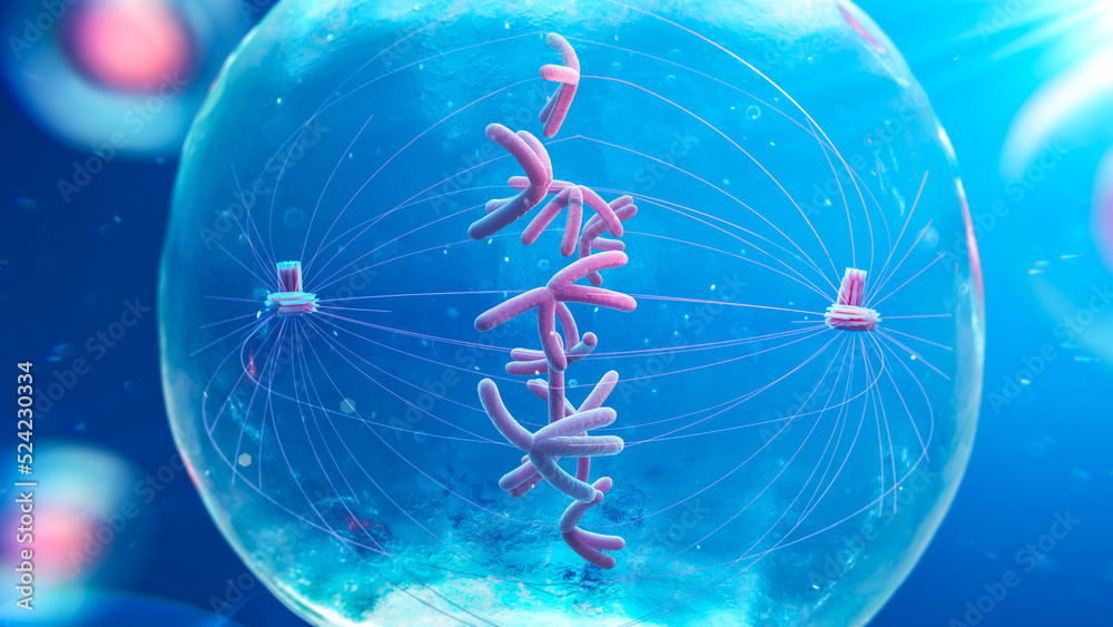 Metaphase cell, illustration Stock Illustration | Adobe Stock