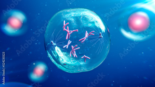 Prophase chromosomes and spindle, illustration photo