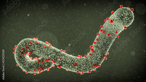 Marburg virus, illustration photo