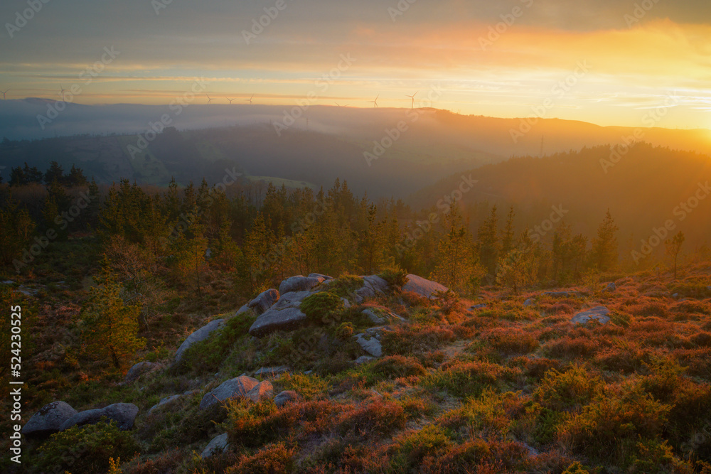 Golden sunset over pine forests and heather covered rocks