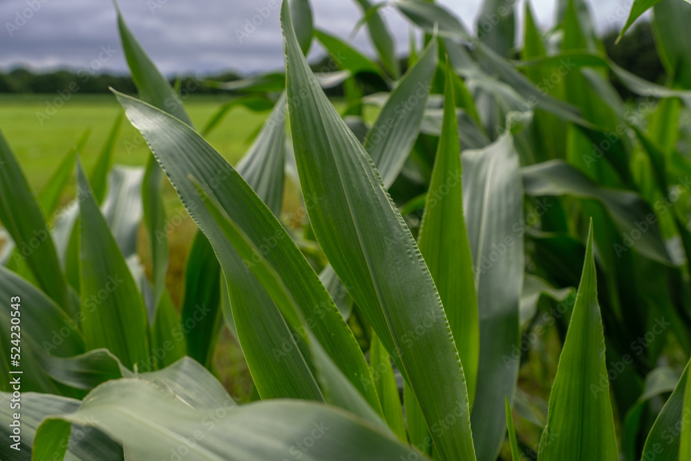 corn grows in the field corn grows in the field