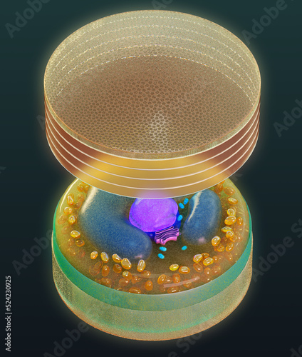 Structure of a generic centric diatom, illustration photo