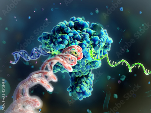 RNA polymerase II transcribing DNA to mRNA, illustration photo