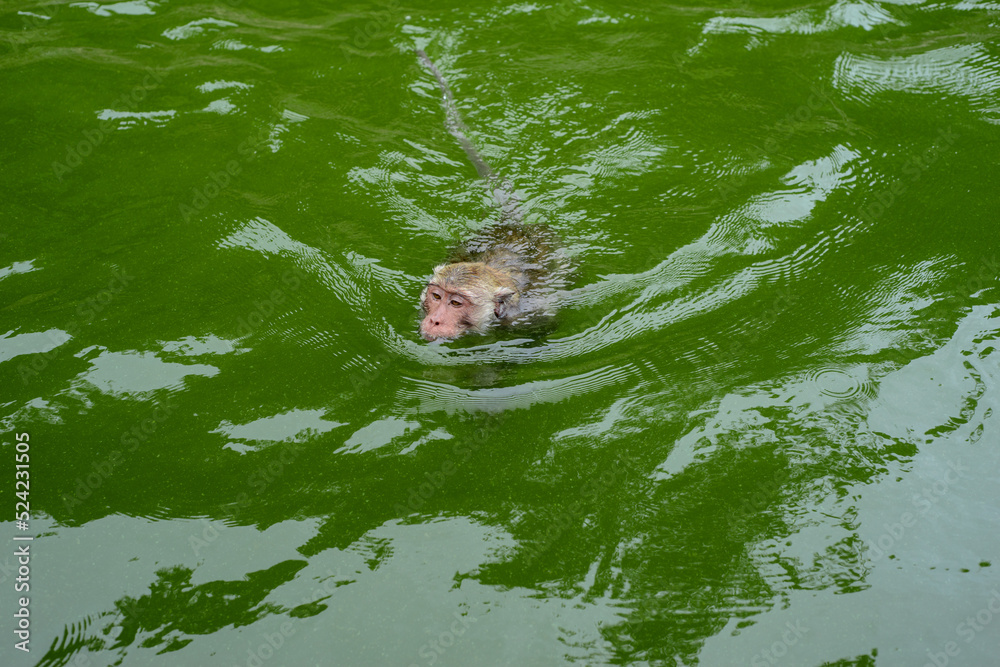 Obraz premium A monkey is swimming in the reservoir.