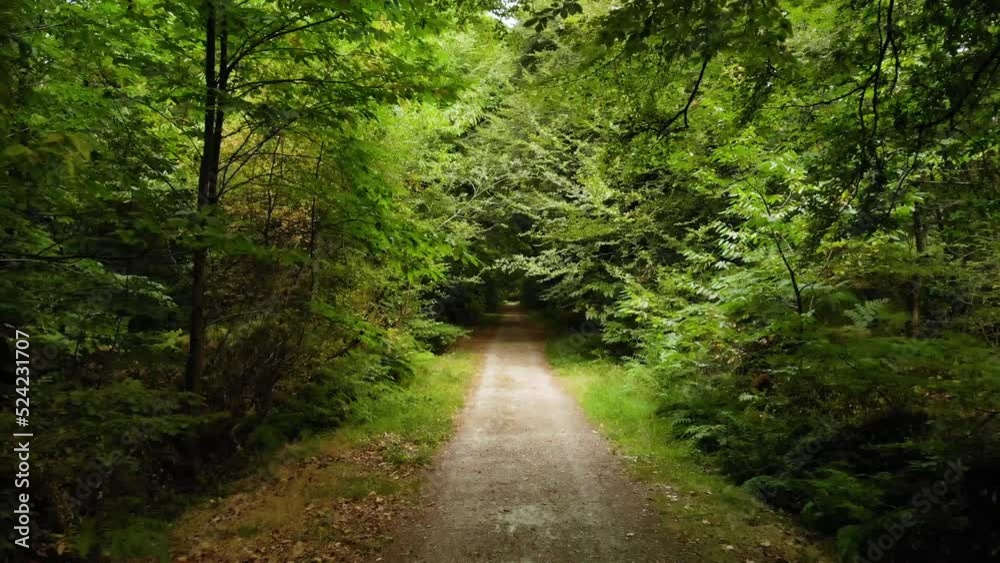 forêt de Saint-Sauveur