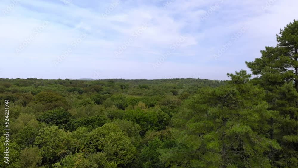 forêt de Saint-Sauveur