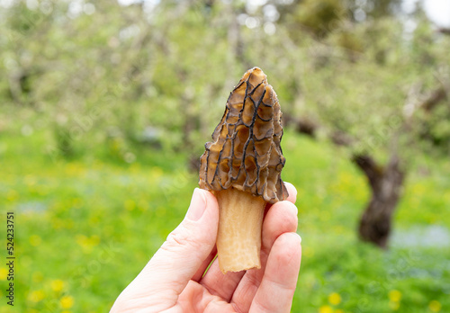 Person hand holding and showing edible Morchella conica wild mushroom called black morel outdoors in spring.