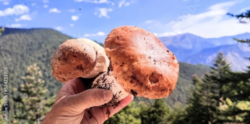 mushroom in the forest