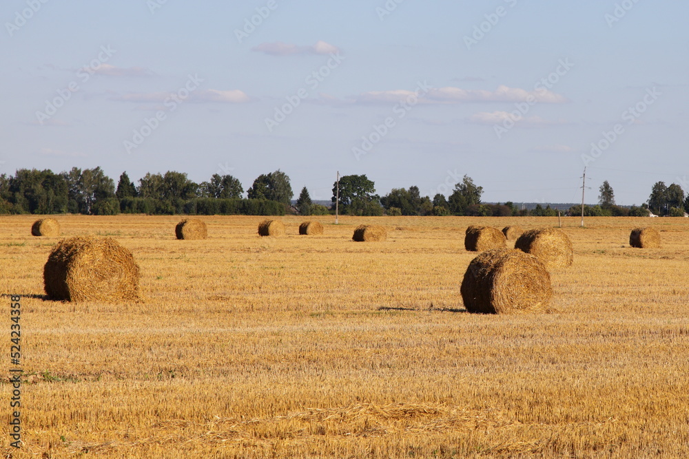 Fototapeta premium Hay bales in field. A lot straw stacks rolls on European farm at Sunny summer day