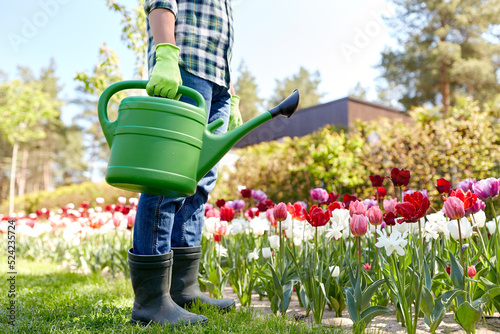 gardening and people concept - close up of man with watering can and tulip flowers at garden photo