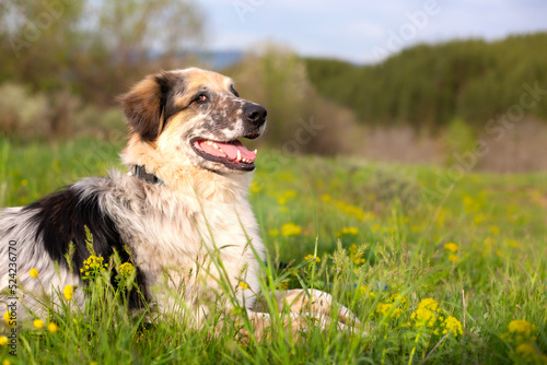 Fototapeta Naklejka Na Ścianę i Meble -  Big dog lying near yellow flowers, springtime