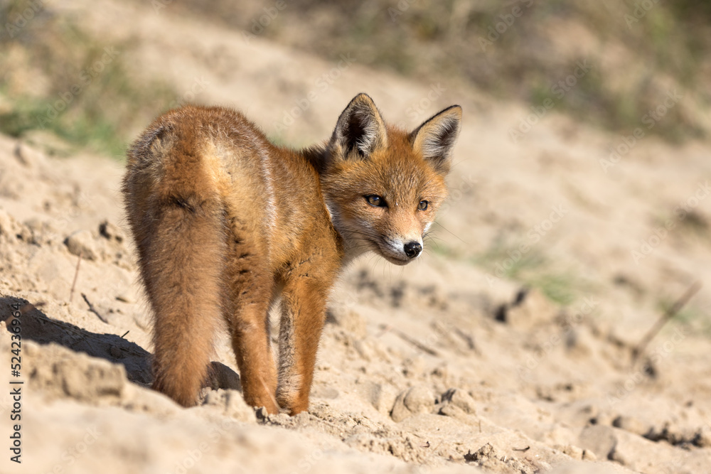 Fototapeta premium red baby fox