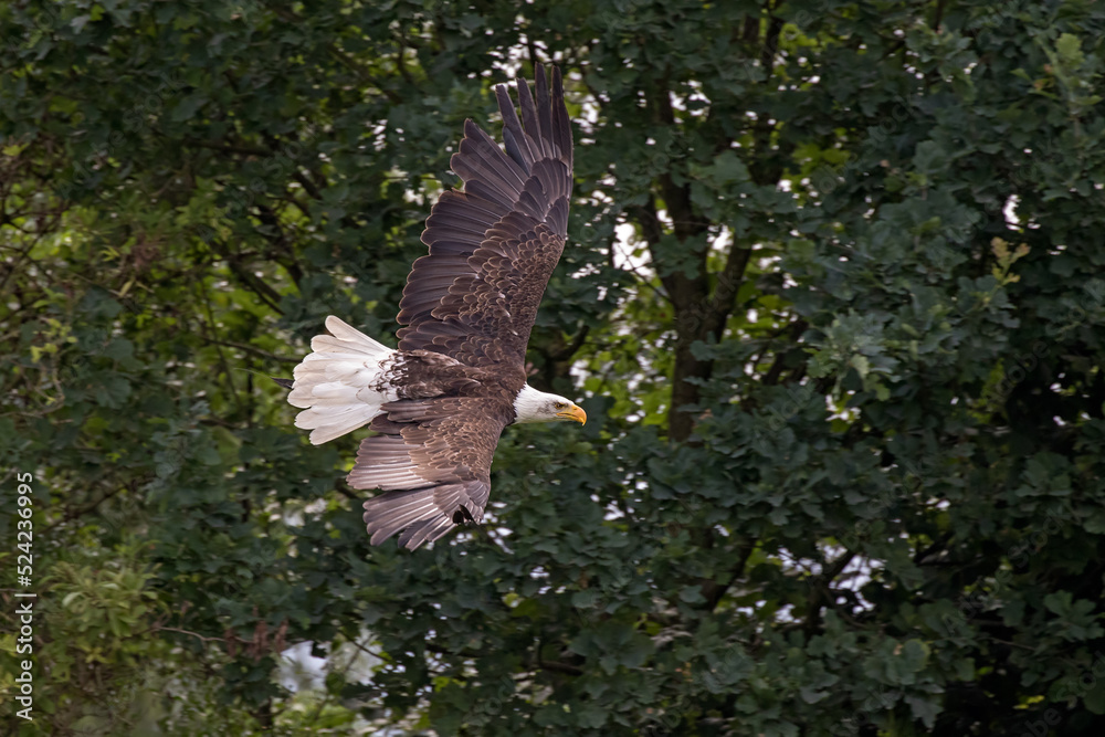 Fototapeta premium american eagle flying