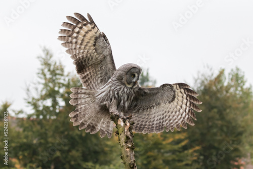 great gray owl landing