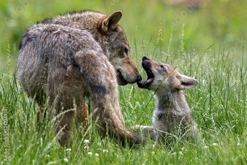 european gray wolf pup with mom