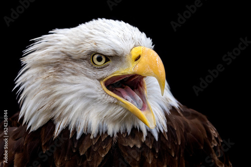 bald american eagle screaming