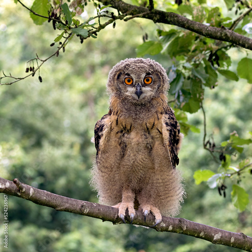 eagle-owl owlet