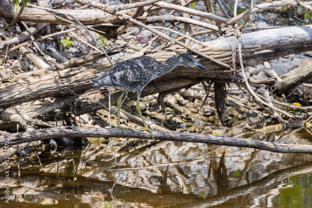 The yellow-crowned night heron (Nyctanassa violacea), young bird. The yellow-crowned night heron (Nyctanassa violacea), young bird.