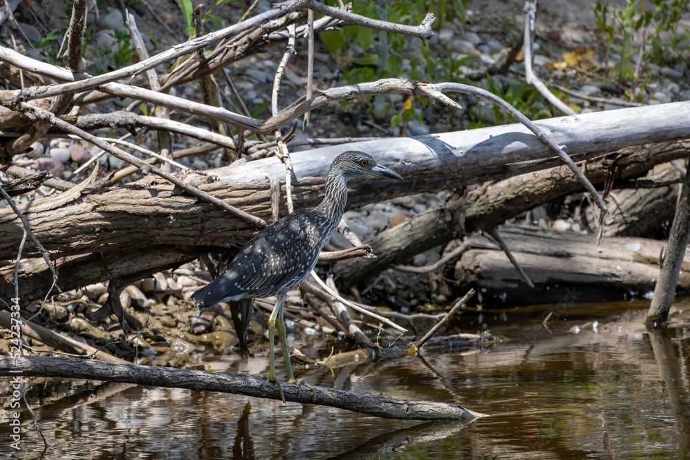 The yellow-crowned night heron (Nyctanassa violacea), young bird.