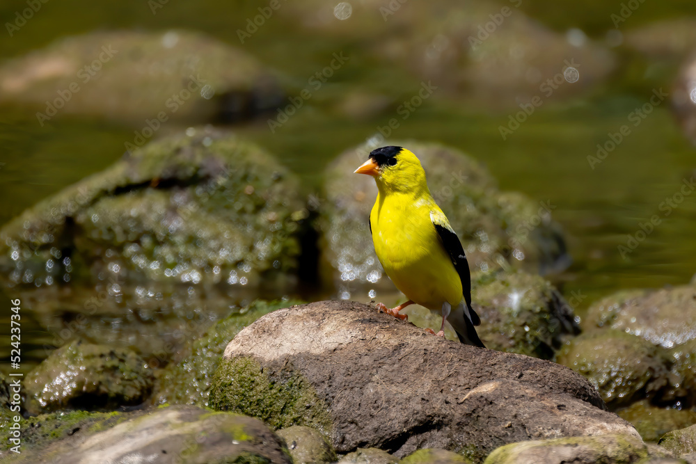 The American goldfinch (Spinus tristis) drinking from the creek The American goldfinch (Spinus tristis) drinking from the creek
