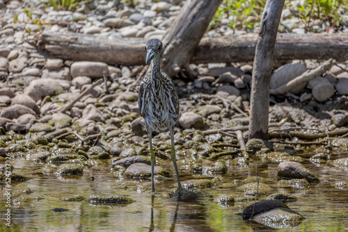 The yellow-crowned night heron (Nyctanassa violacea), young bird. photo