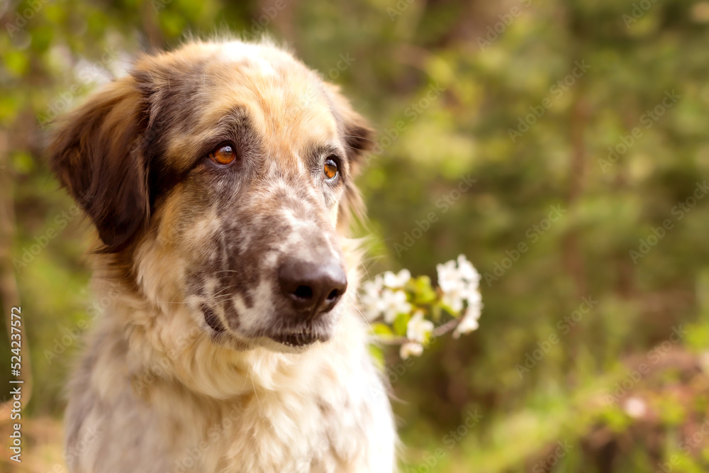 Big dog portrait with spring flowers