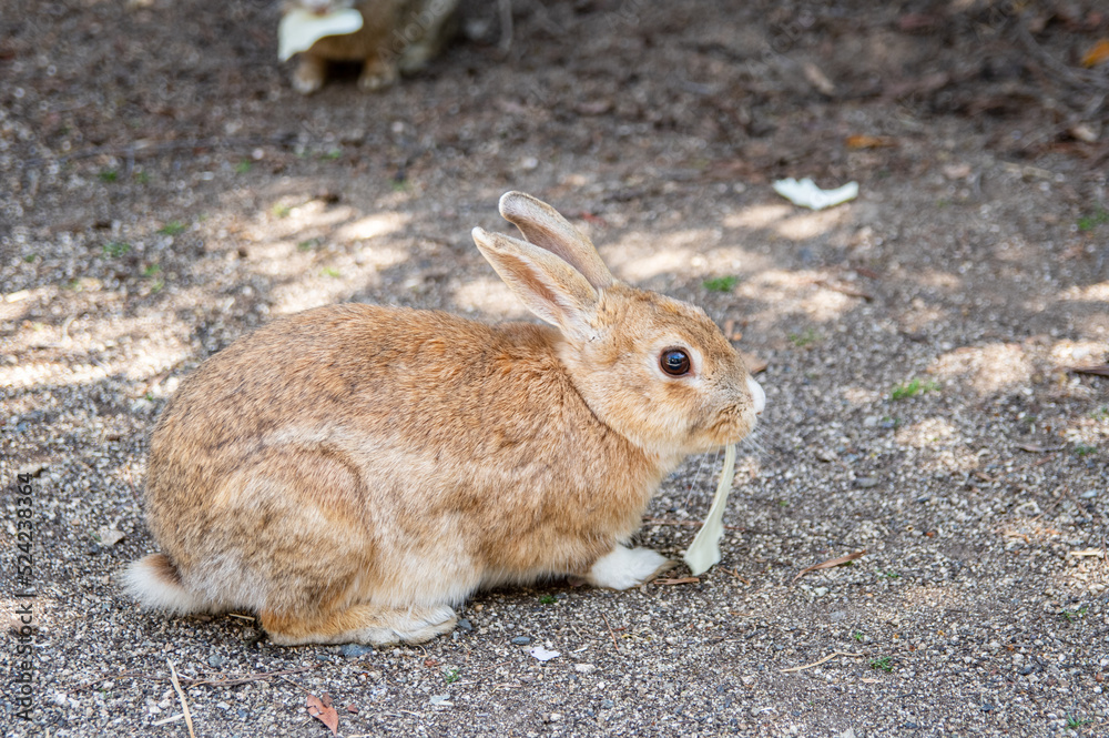 Fototapeta premium ウサギの島 大久野島の野生のアナウサギへの餌やり 広島県竹原市忠海町 Feeding a wild rabbit inhabiting Okunoshima island, famous for Rabbit Island, in Tadanoumi-town, Takehara-city, Hiroshima pref. Japan