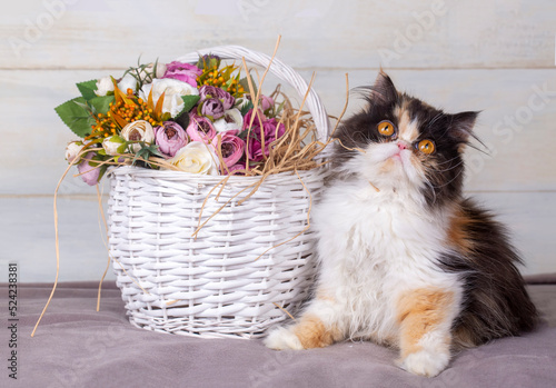 Cute exotic chinchilla Persian calico long hair cat photo