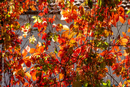 Autumn colors: leaves of Parthenocissus tricuspidata © Esin Deniz